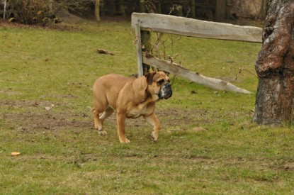 Continental Bulldog Seeblickbulls Ambrosia